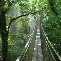 Suspension Bridges + Sloth Farm