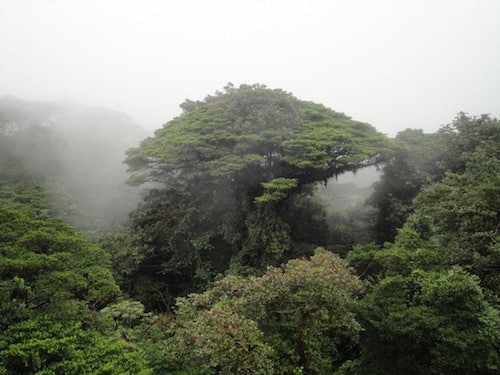 Forest-tour-tico-tours-guanacaste.jpg.jpg