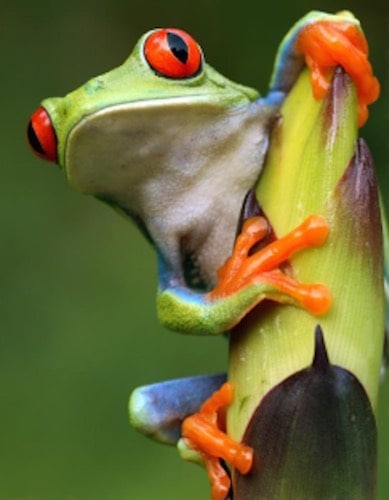 green-tree-frog-tico-tours-guanacaste.jpg